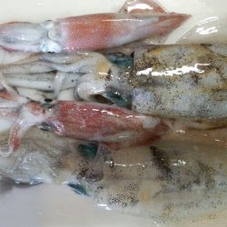 一年ぶりの新浜での秋エギング